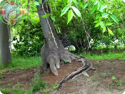 дерево динозавр 美しい木